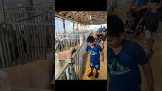 Kent County Youth Fair