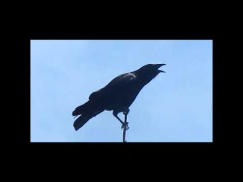 Josuke doesn't like birds