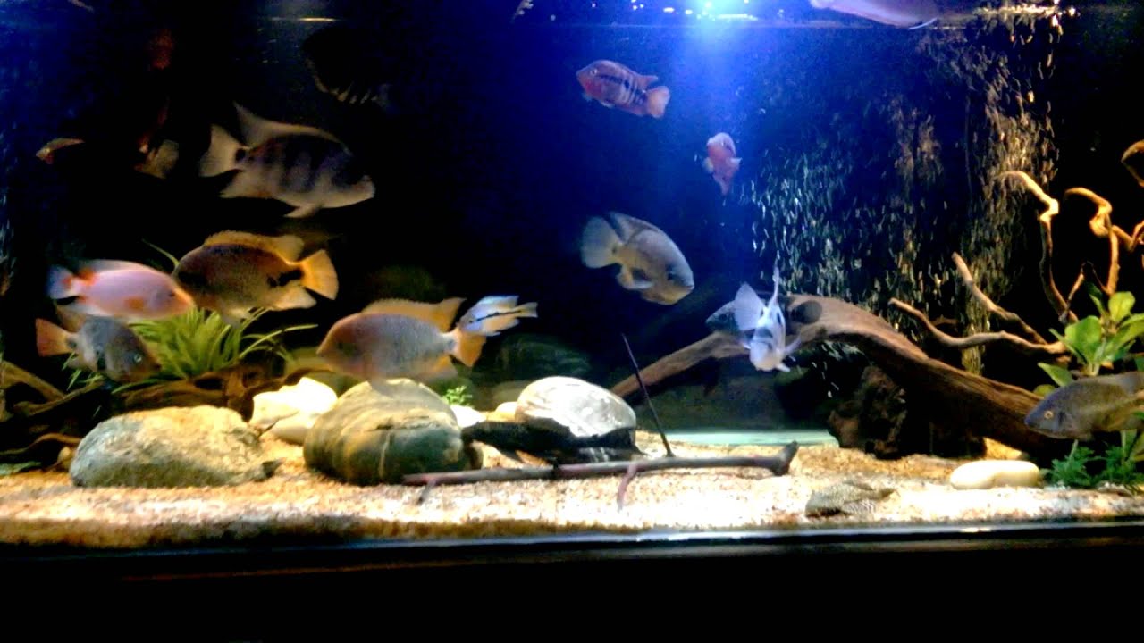 American cichlids community tank YouTube