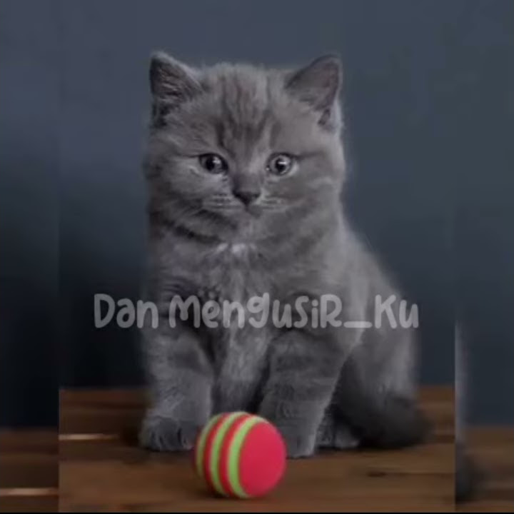 story WA kucing sedih