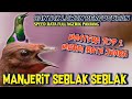 MENJERIT SEBLAK FULL SPEED MEWAH NGERIK NGEROLL PANJANG MEWAH || MASTERAN MURAI BATU