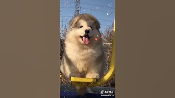 Những chú chó ngáo ngơ ~ Cún cưng | #Shorts