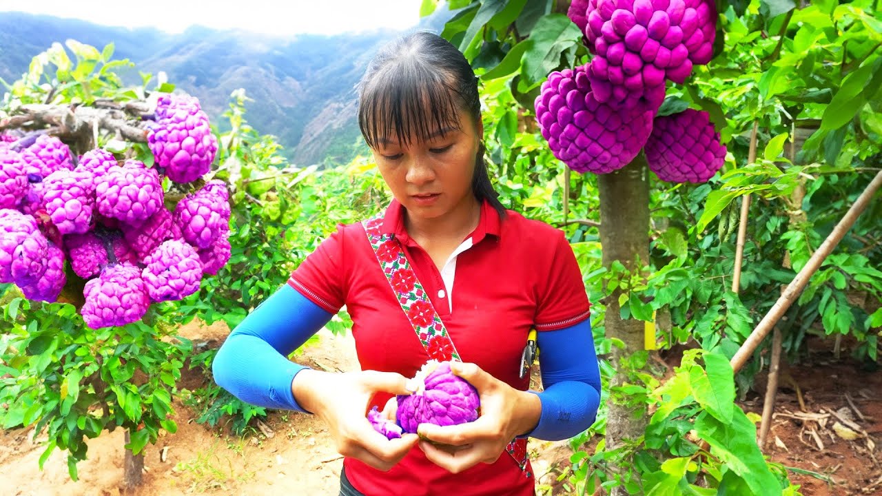Harvest Custard Apple Fruit Goes to market sell, Raising pigs, Chickens and Ducks | Free Bushcraft