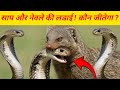 सांप और नेवले की खूंखार लड़ाई || mongoose vs snake fight || cobra attack