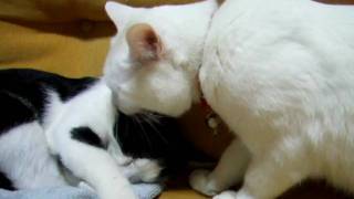動画20100220ぺろぺろたら大ちゃん.AVI