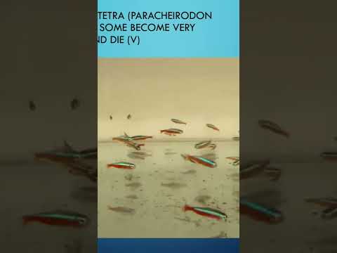 sick cardinal tetra. See link complete video. #fishdisease #aquarium