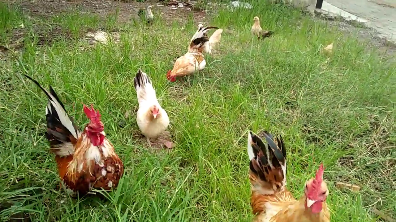 Ternak Ayam Kate Umbaran (Bukan Kate Ceper - Hanya Kate Standar) 