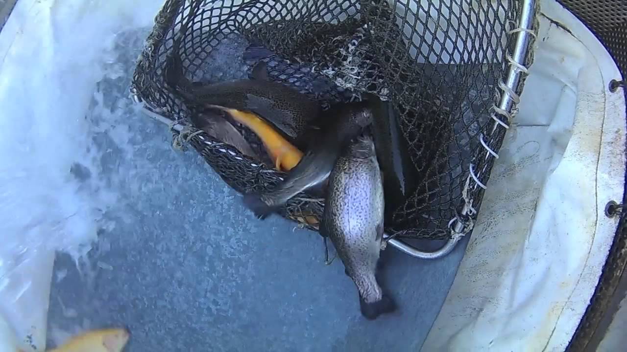 laghetto sgagna - la semina di trote grosse del sabato mattina USTIAAA