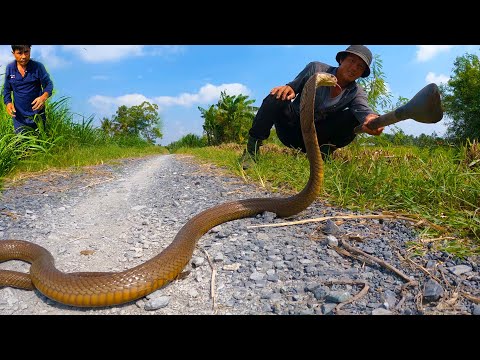 Video Đang đi dọc đường bắt được con rắn cực độc | TGSB #465 - youtube
