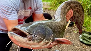Big Catfish released 🙏🏼🥳👍🏻