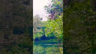 Ia Jhora Truely Said Amazon Of North Bengal