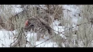 Passage American Goshawk Gets His Reward