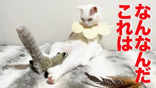 たぬき猫様 電動たぬき、珍妙猫たちに挑むも… The cat toy like a raccoon