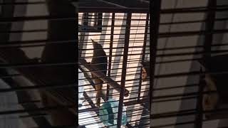 Masteran Suara Burung Kapas Tembak Gacor Pilihan Juri Senasional Durasi Panjang #kapastembak