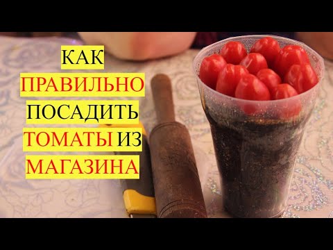 НЕ СОВЕРШАЙТЕ ЭТУ ОШИБКУ! Как ПРАВИЛЬНО посеять ТОМАТЫ из МАГАЗИНА для РЕКОРДНОГО урожая