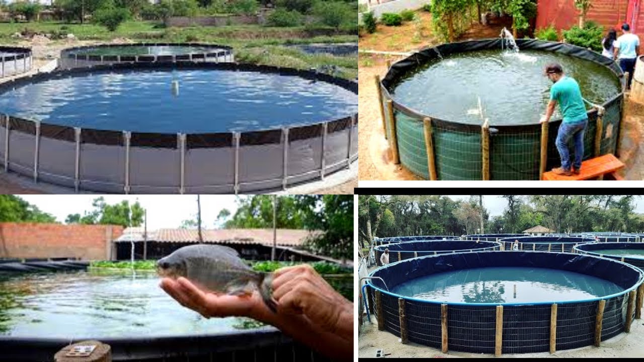 TANQUE DE PEIXE  PORQUE SE TORNA CARO ¹