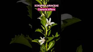Capraria biflora L. ~ claudiosa, chokuilxim hembra y macho, boox ~ #nature #plantas #flores
