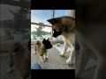 Mom american akita with puppy dog enjoyed 