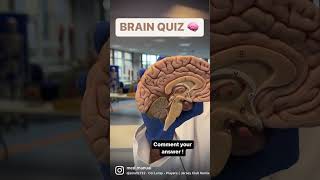 Can you answer this difficult quiz on the anatomy of the brain