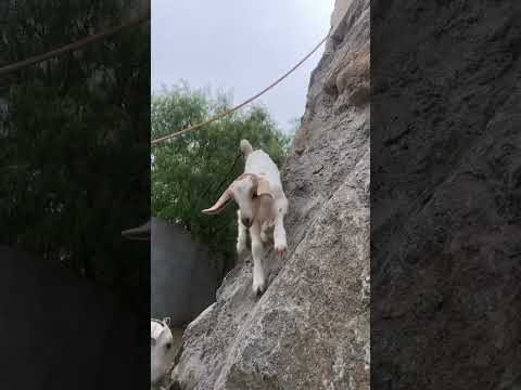 بو علي صورني 4 سبتمبرب 2023