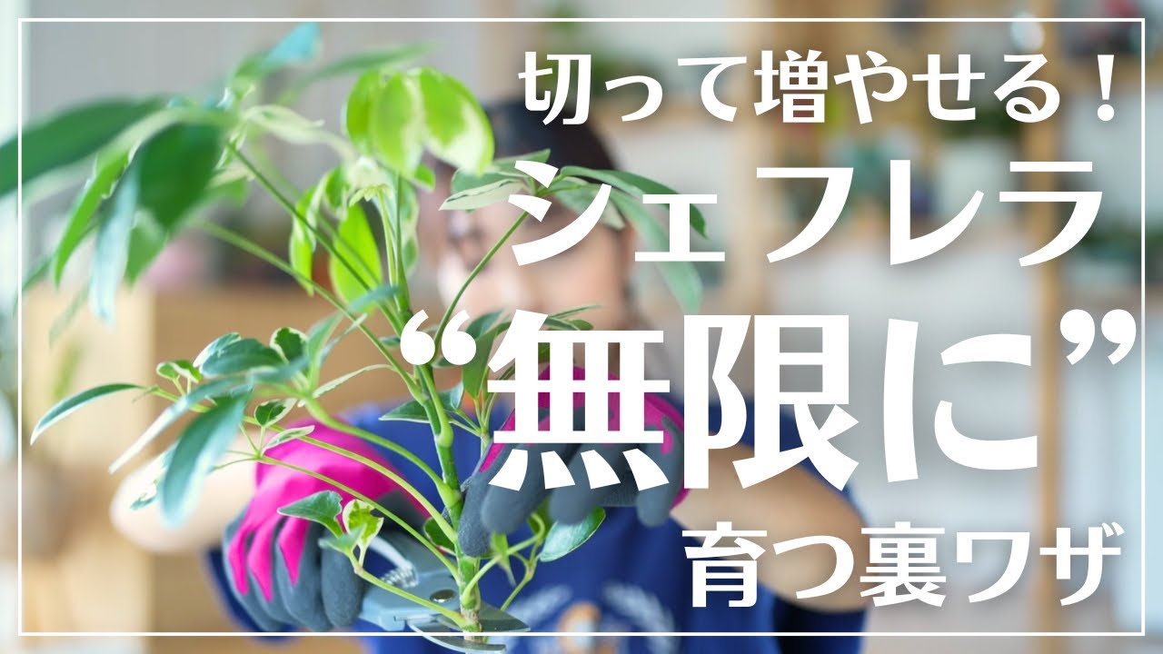 【失敗しない！シェフレラの挿し木を実演解説】1本が何本にも！初心者OKの挿し木術