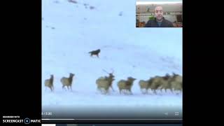 Wolf Ethogram Use
