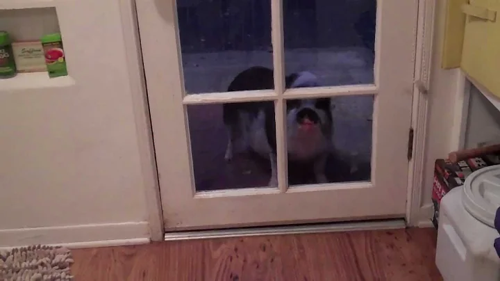 Mimi the Pot Belly Pig, Wants In!!