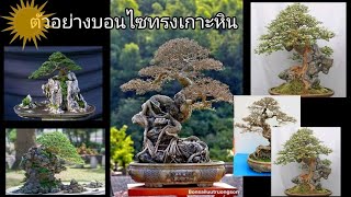 บอนไซทรงเกาะหินจากศิลปินบอนไซ ดูไว้เป็นแนวทาง bonsai