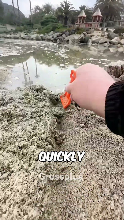 Never make this mistake in beach #shorts #science