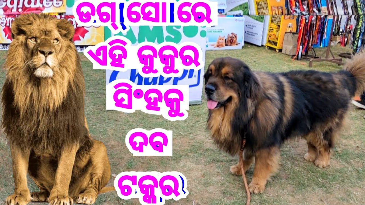 Jamshedpur Dog Show 2023 Live Interaction with Huge Tibetan Mastiff Dog