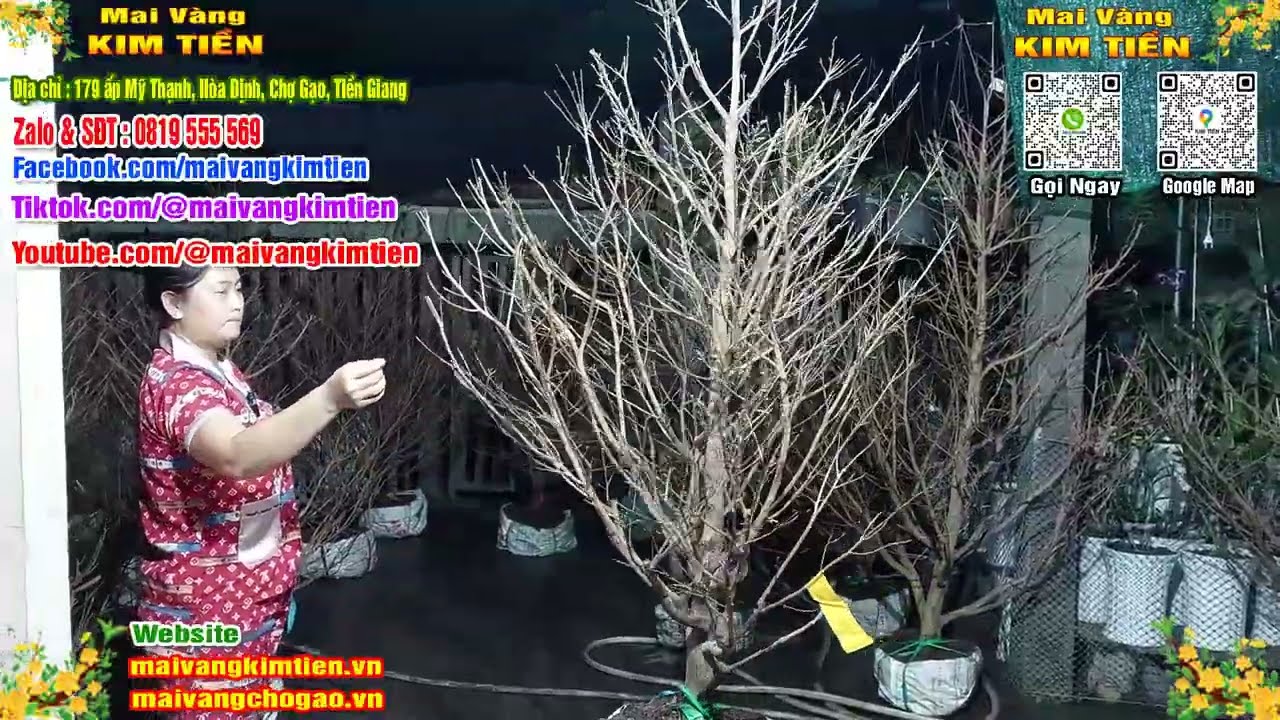 Mai Vàng Nhiều Nụ Đón Tết Bao Ship Toàn Quốc - Mai Vàng Kim Tiền Chợ Gạo