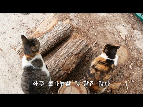 예상과는 다르게 적응이 빠른 길막이와 야통이