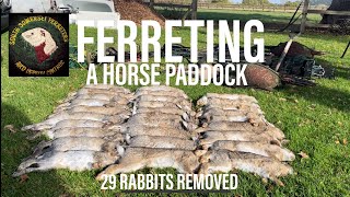 Ferreting 29 Rabbits From A Paddock