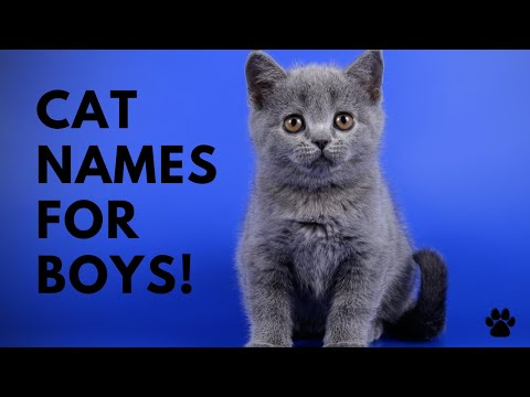 Video: How To Name A Kitten Boy