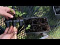 Potting up seedlings. What, why, and how to pot up seedlings // Northlawn Flower Farm