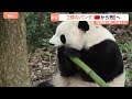 米アトランタに中国からジャイアントパンダ2頭到着「新たな楽しみが増えた」中国は“パンダ外交”でアメリカとの関係良好アピールか｜TBS NEWS DIG