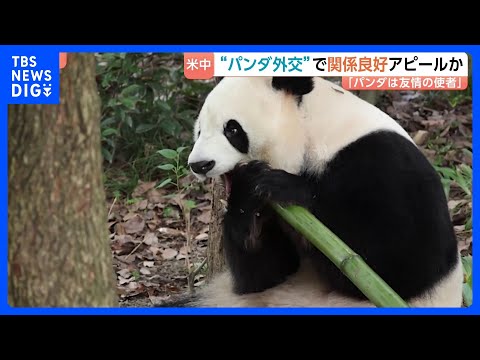 米アトランタに中国からジャイアントパンダ2頭到着「新たな楽しみが増えた」中国は“パンダ外交”でアメリカとの関係良好アピールか｜TBS NEWS DIG