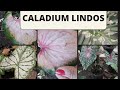 CALADIUM Tinhorao, plantas lindas ,dica de cultivo.@paulynha300