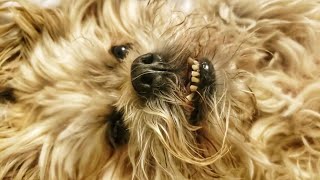 Lhasa Apso Gets a Belly Rub by Gracie Yorkie Puppy Dog 233 views 1 year ago 33 seconds