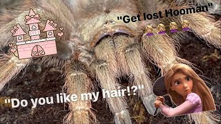 Ugh! Gotta love your HAIR KICKING tarantulas !!! by Exotics Lair 24,695 views 2 months ago 9 minutes, 6 seconds