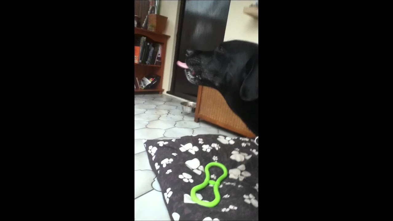 Dog Eats Peanut Butter Sandwich.