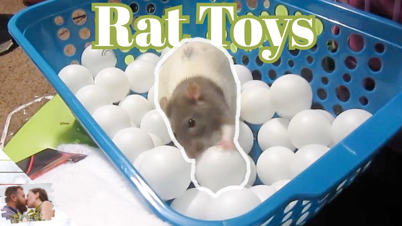 Dollar Store Rat Toys Accessories! -