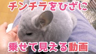 チンチラが膝の上にのってるみたいな動画Chinchilla on the knee