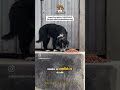 ALIMENTA UN PERRITO DE LA CALLE ❤️‍🩹