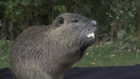 Homework Hotline Zoophily: Coypu