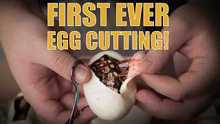 Opus Pythons first ever clutch cutting!!!