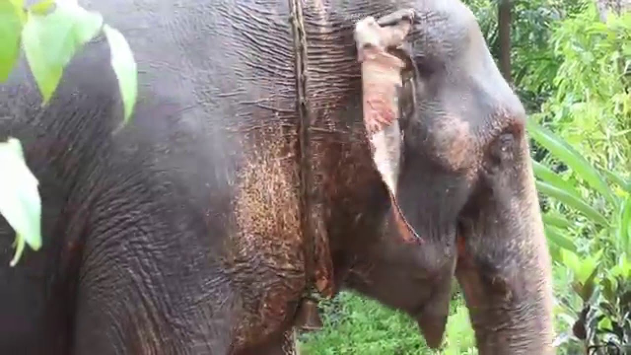 Cruise Goa Spice Farm Tour