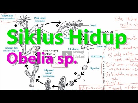 Video: Dalam obelia medusa dibentuk oleh?