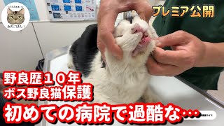 野良歴年の野良猫初めての病院で過酷な野良生活が明らかに…医師の診断結果に驚きを隠せないママ