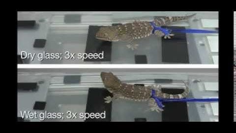 Geckos clinging to wet surfaces